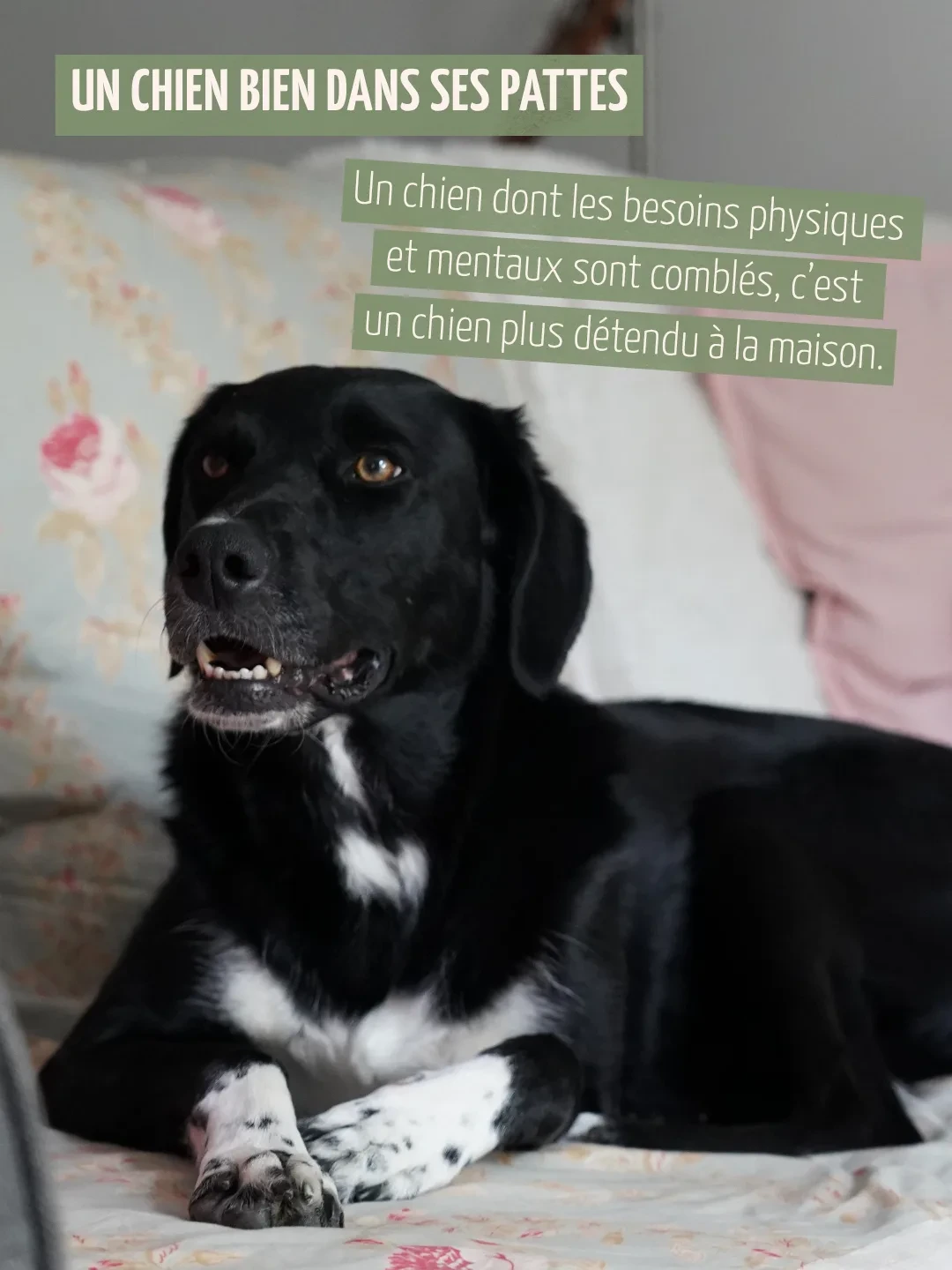 Un chien bien dans ses pattes. Un chien dont les besoins physiques et mentaux sont comblés, c’est un chien plus détendu à la maison.