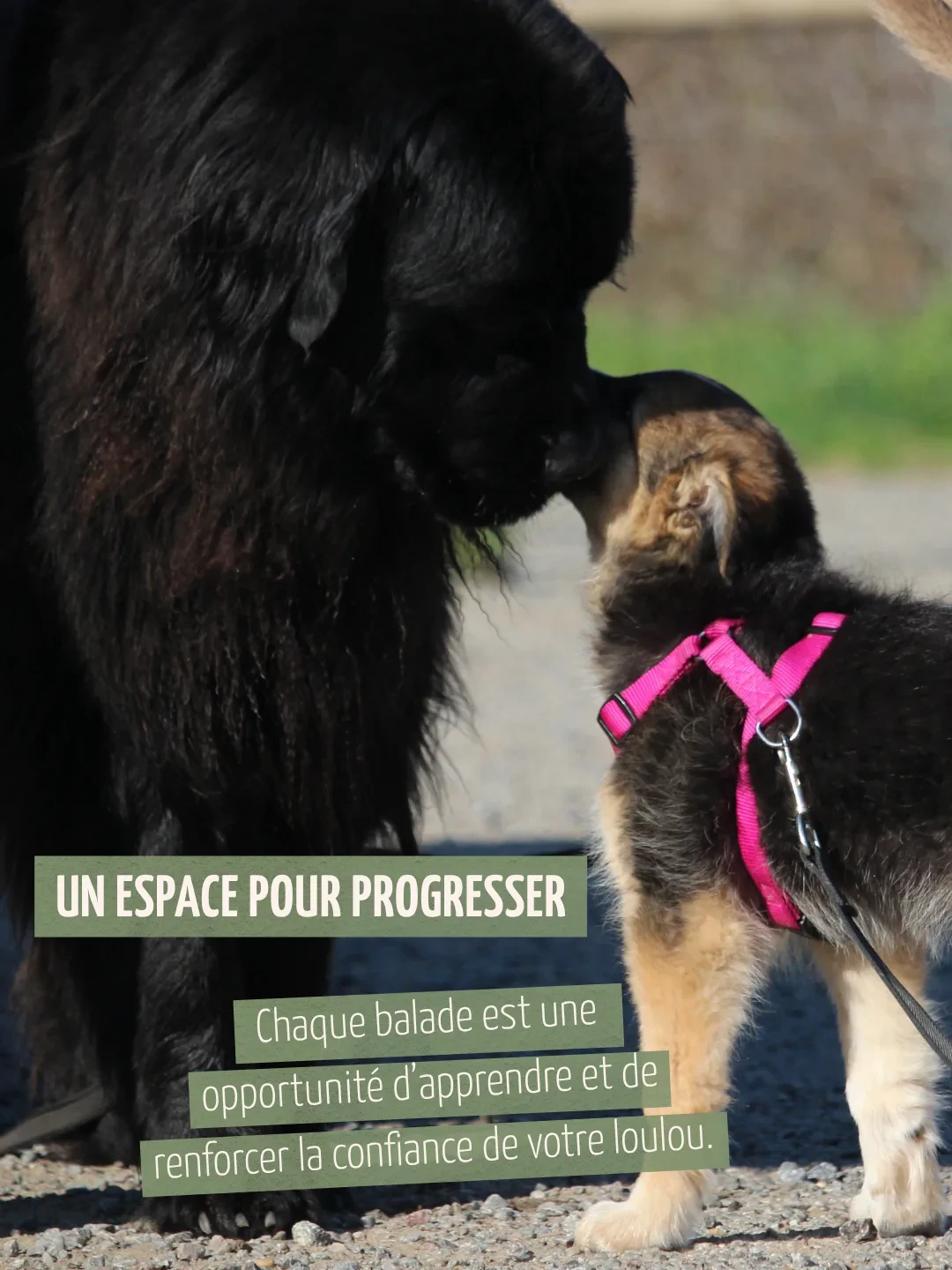 Un espace pour progresser. Chaque balade est une opportunité d’apprendre et de renforcer la confiance de votre loulou.