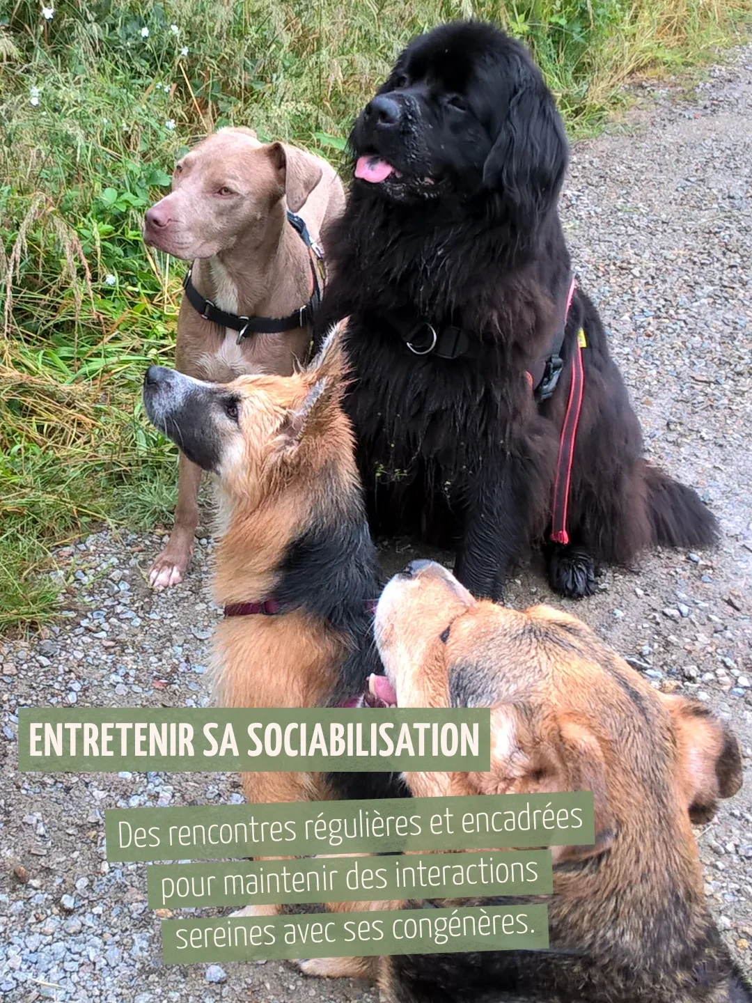 Entretenir sa socialisation. Des rencontres régulières et encadrées pour maintenir des interactions sereines avec ses congénères.