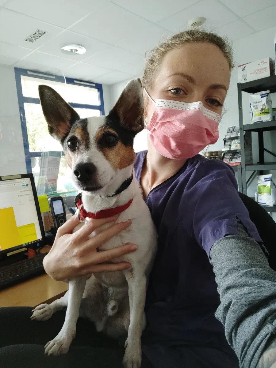 Un petit chien noir et blanc dans les bras, au cabinet