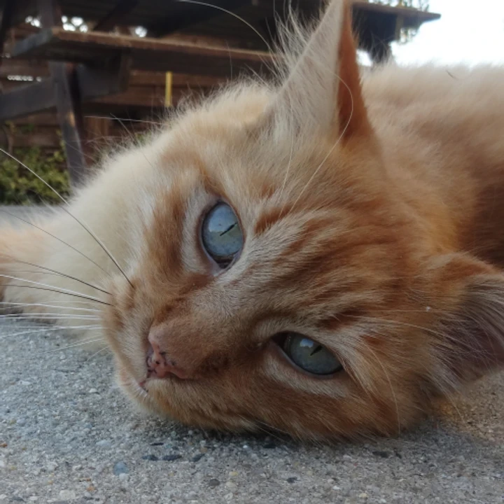 Un chat roux allongé sur le sol, tout près de l’objectif