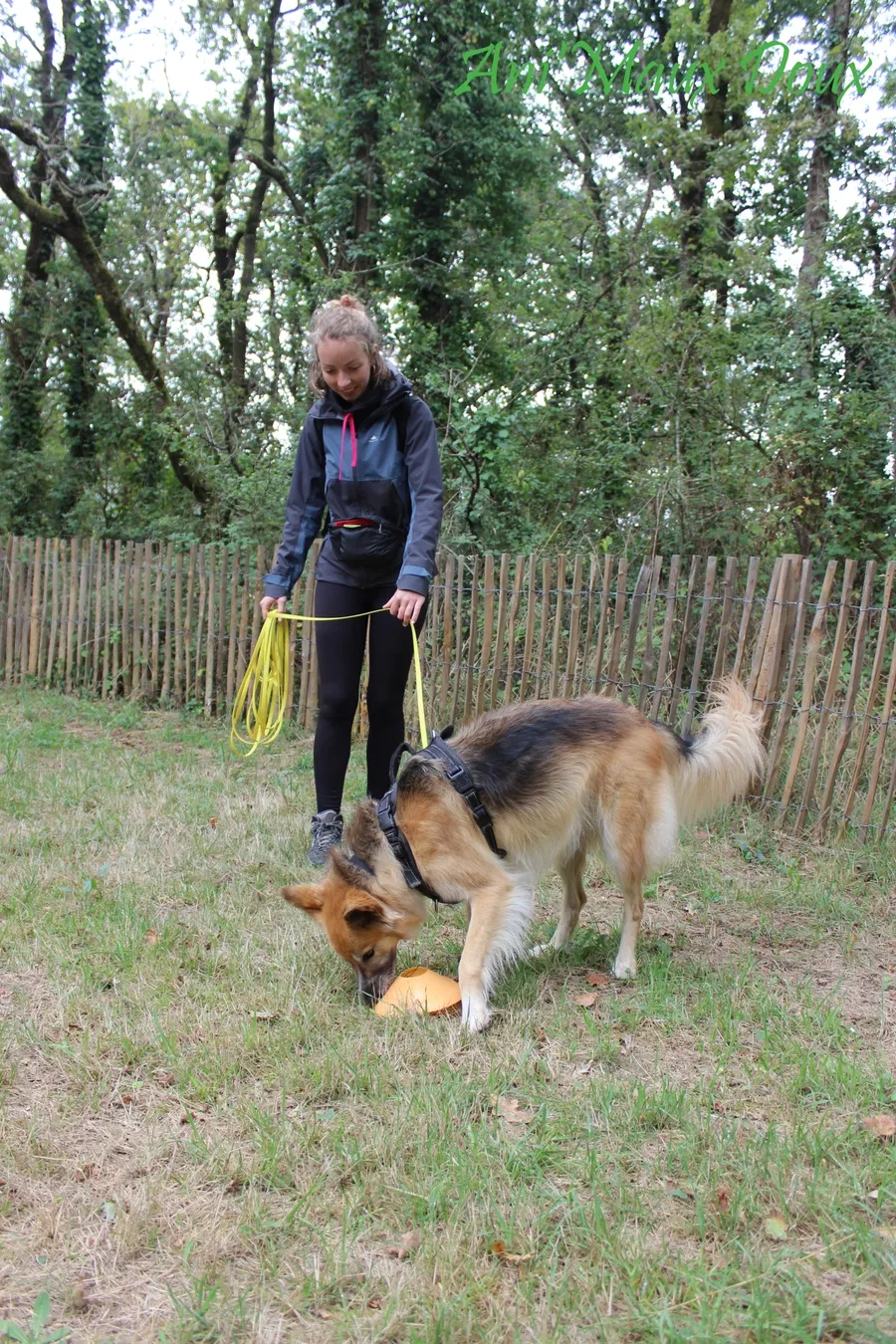 Un berger qui renifle l’herbe le long d’une clôture