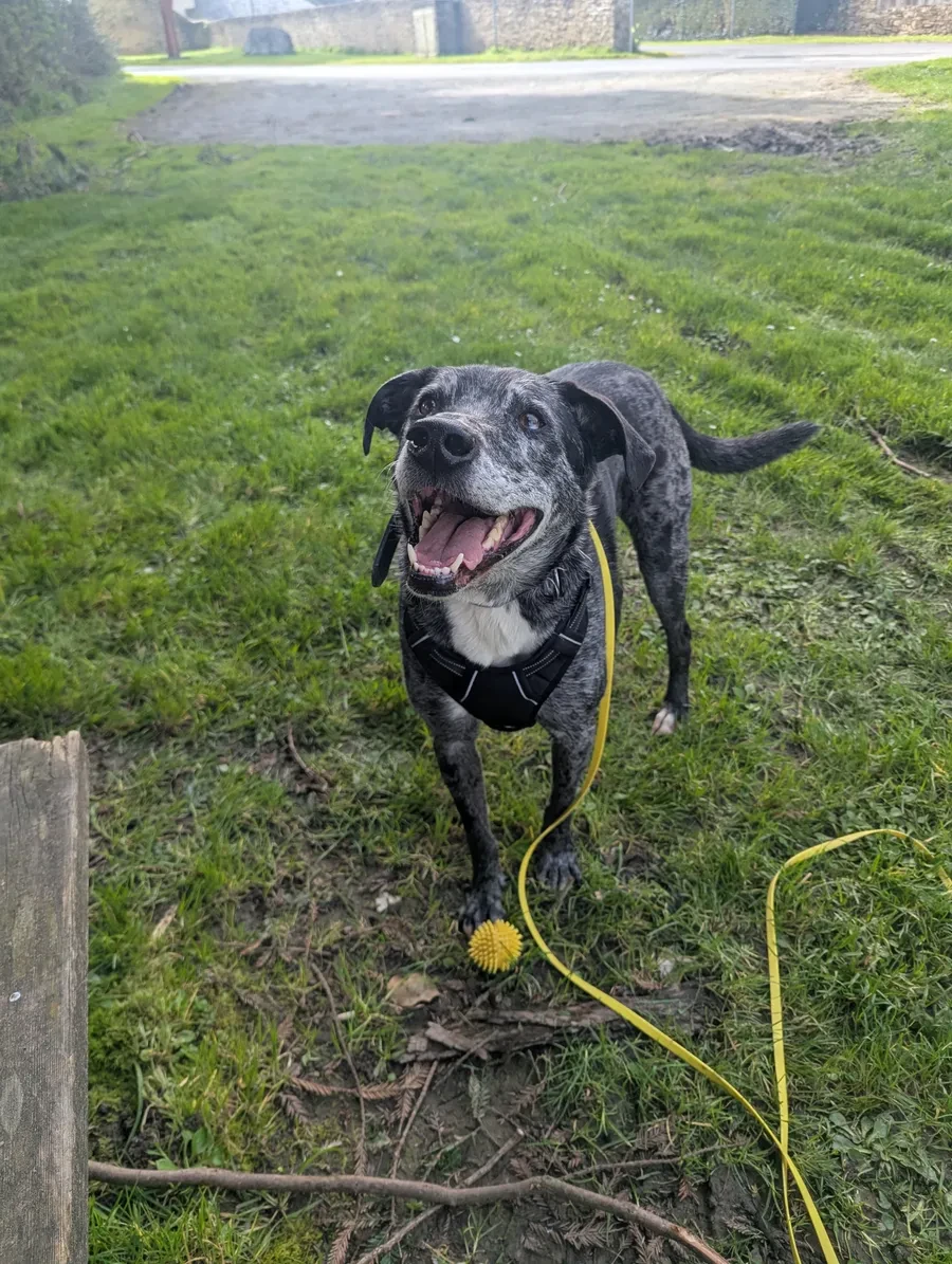 Un chien noir moucheté en longe jaune, dans un pré