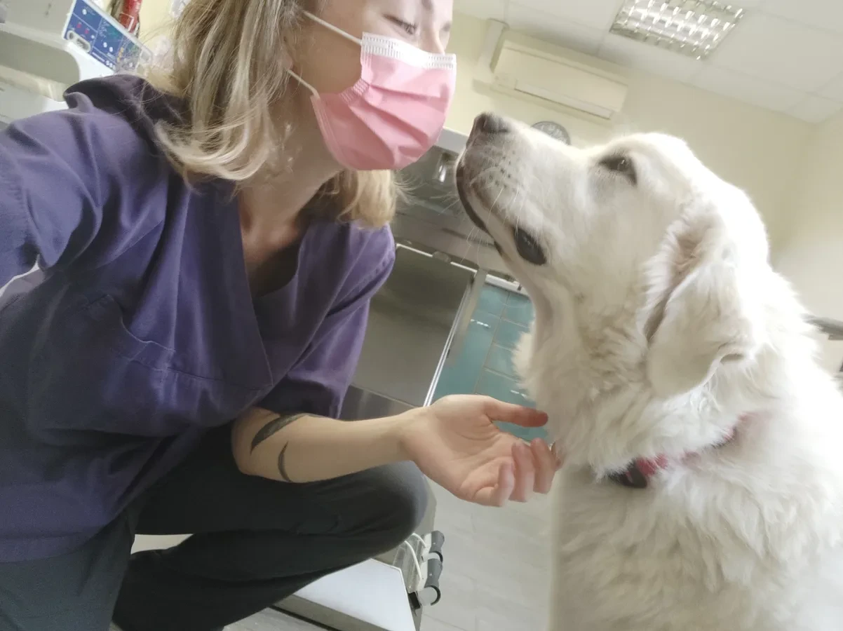 Un grand chien blanc qui donne la patte