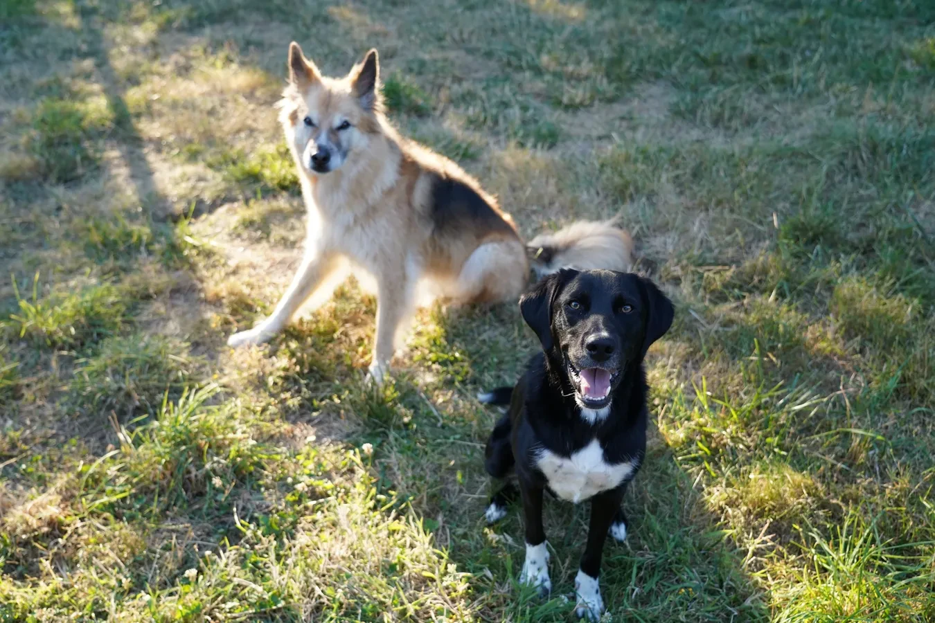 Deux chiens assis côte à côte dans l’herbe
